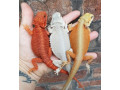 bearded-dragons-small-0