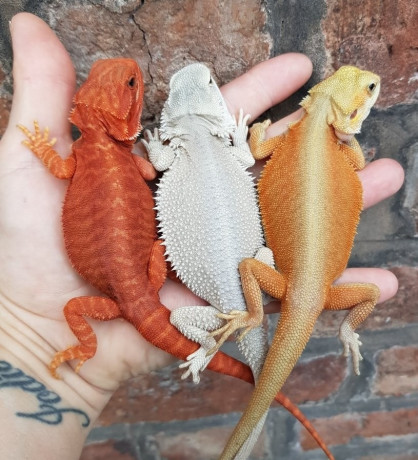 bearded-dragons-big-0