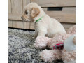 golden-retriever-puppies-ready-in-may-small-2