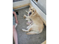 golden-retriever-puppies-ready-in-may-small-4