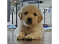 golden-retriever-puppies-ready-in-may-small-7