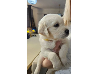 Golden retriever puppies *READY IN MAY*