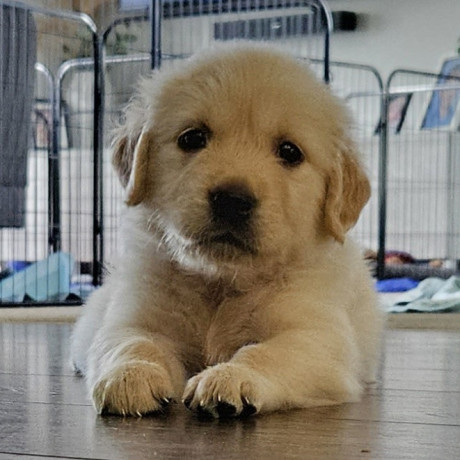 golden-retriever-puppies-ready-in-may-big-7