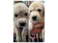 purebred-golden-retriever-puppies-ready-for-their-forever-homes-in-may-small-5