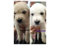 purebred-golden-retriever-puppies-ready-for-their-forever-homes-in-may-small-6