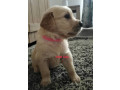 purebred-golden-retriever-puppies-ready-for-their-forever-homes-in-may-small-4