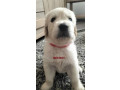 purebred-golden-retriever-puppies-ready-for-their-forever-homes-in-may-small-3