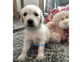 purebred-golden-retriever-puppies-ready-for-their-forever-homes-in-may-small-2