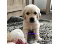 purebred-golden-retriever-puppies-ready-for-their-forever-homes-in-may-small-1
