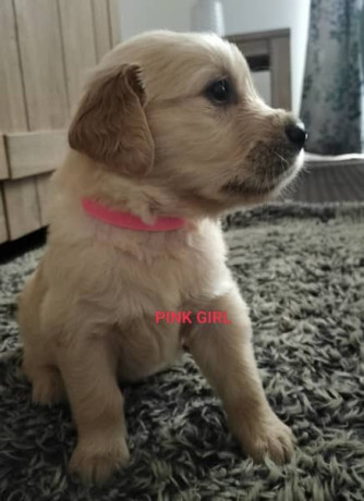 purebred-golden-retriever-puppies-ready-for-their-forever-homes-in-may-big-4