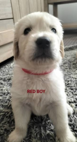 purebred-golden-retriever-puppies-ready-for-their-forever-homes-in-may-big-3