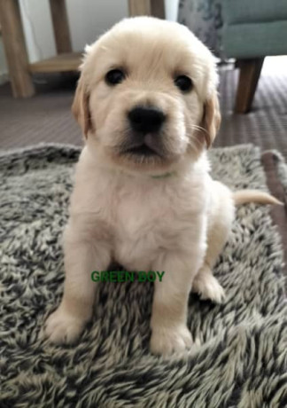 purebred-golden-retriever-puppies-ready-for-their-forever-homes-in-may-big-0
