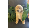 adorable-mini-groodle-puppies-small-8