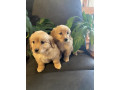 adorable-mini-groodle-puppies-small-5