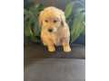 adorable-mini-groodle-puppies-small-9