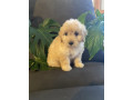 adorable-mini-groodle-puppies-small-4