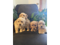 adorable-mini-groodle-puppies-small-0