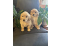 adorable-mini-groodle-puppies-small-7