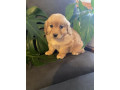 adorable-mini-groodle-puppies-small-6