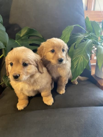 adorable-mini-groodle-puppies-big-5