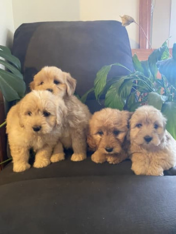 adorable-mini-groodle-puppies-big-0