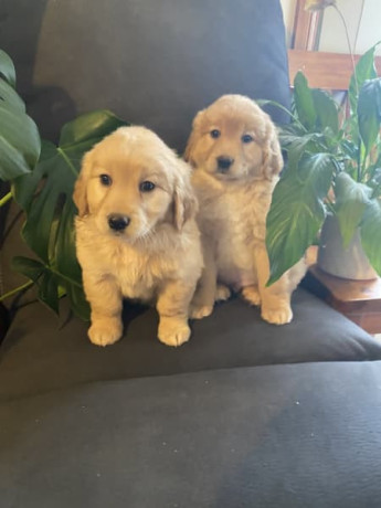 adorable-mini-groodle-puppies-big-7