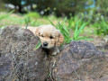 beautiful-golden-retriever-pups-small-2