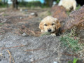 beautiful-golden-retriever-pups-small-0