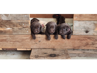 Chocolate Labrador Puppies - Purebred - ready for their new homes