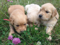 gorgeous-pure-golden-retriever-pups-small-0