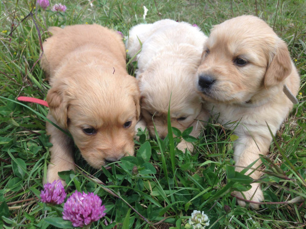 gorgeous-pure-golden-retriever-pups-big-0