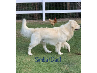 Simbas Pride #2 has arrived! 12 Golden Retriever cream puppies