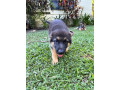 pure-bred-german-shepard-pups-only-females-left-small-3