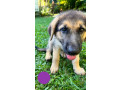 pure-bred-german-shepard-pups-only-females-left-small-1