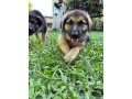 pure-bred-german-shepard-pups-only-females-left-small-0