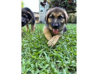 PURE BRED GERMAN SHEPARD PUPS ONLY FEMALES LEFT