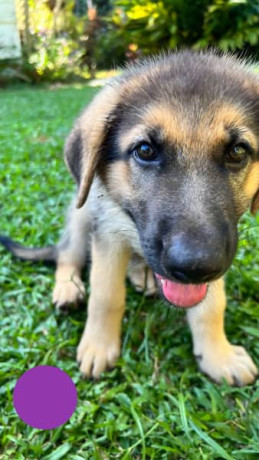 pure-bred-german-shepard-pups-only-females-left-big-1
