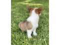 adorable-pembroke-welsh-corgi-puppy-for-sale-small-1