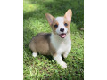adorable-pembroke-welsh-corgi-puppy-for-sale-small-0