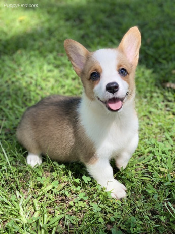 adorable-pembroke-welsh-corgi-puppy-for-sale-big-0