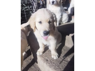 Golden Retrievers Puppies - 4 Beautiful Boys and 2 Beautiful Girls