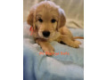purebred-golden-retriever-puppies-ready-now-small-0
