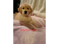 purebred-golden-retriever-puppies-ready-now-small-6