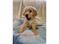purebred-golden-retriever-puppies-ready-now-small-2