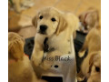 purebred-golden-retriever-puppies-ready-now-small-3