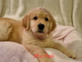 purebred-golden-retriever-puppies-ready-now-small-8