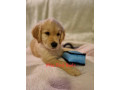 purebred-golden-retriever-puppies-ready-now-small-7