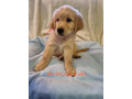 purebred-golden-retriever-puppies-ready-now-small-1