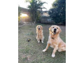 purebred-golden-retriever-puppies-ready-now-small-9