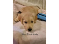 purebred-golden-retriever-puppies-ready-now-small-5